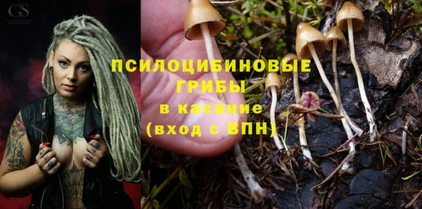 хмурый Сосновый Бор